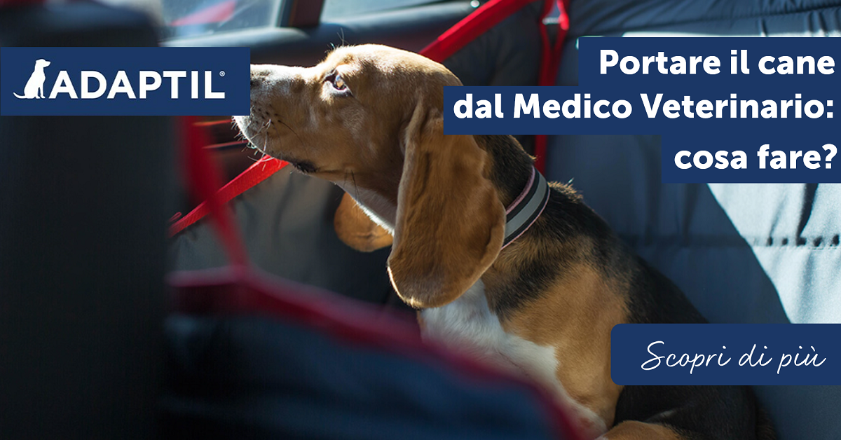 Portare il cane dal Medico Veterinario cosa fare?